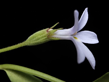 APII jpeg image of Lobelia pratioides  © contact APII