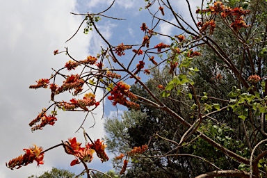 APII jpeg image of Erythrina vespertilio  © contact APII