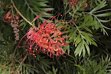 APII jpeg image of Grevillea 'Molly'  © contact APII