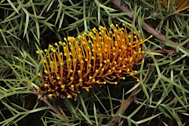 APII jpeg image of Grevillea spinosa  © contact APII