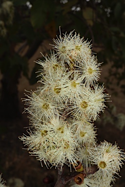 APII jpeg image of Corymbia torelliana  © contact APII