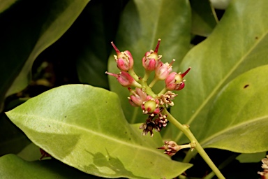 APII jpeg image of Corynocarpus rupestris subsp. rupestris  © contact APII