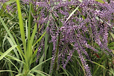 APII jpeg image of Cordyline stricta  © contact APII