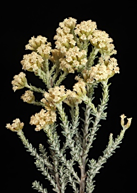 APII jpeg image of Ozothamnus x expansifolius  © contact APII