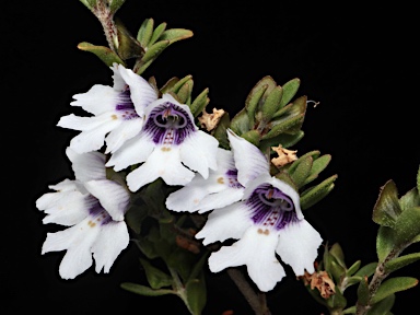 APII jpeg image of Prostanthera saxicola var. montana  © contact APII