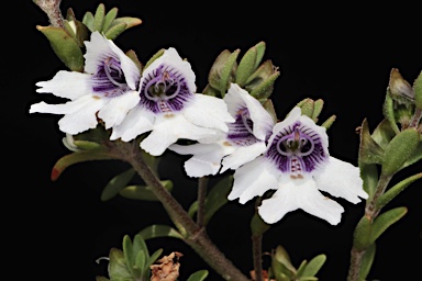 APII jpeg image of Prostanthera saxicola var. montana  © contact APII