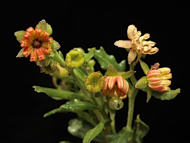 APII jpeg image of Dodonaea camfieldii  © contact APII