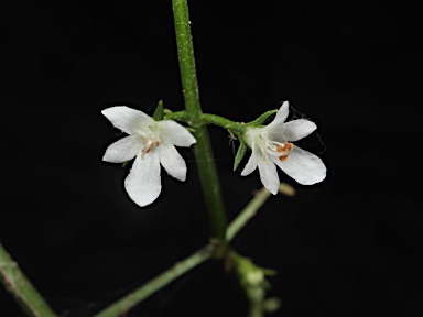 APII jpeg image of Teucrium junceum  © contact APII