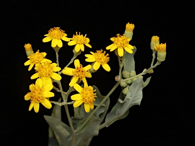 APII jpeg image of Senecio linearifolius var. dangarensis  © contact APII