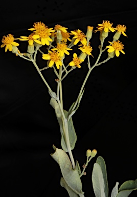 APII jpeg image of Senecio linearifolius var. dangarensis  © contact APII