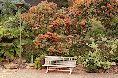 APII jpeg image of Corymbia ficifolia 'Dwarf Orange'  © contact APII