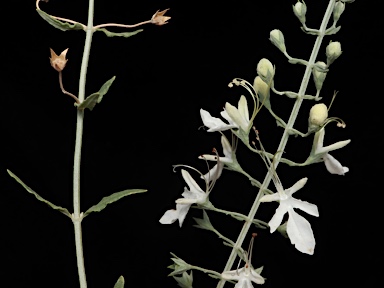 APII jpeg image of Teucrium racemosum  © contact APII