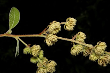 APII jpeg image of Dodonaea hispidula  © contact APII