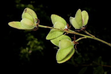 APII jpeg image of Dodonaea hispidula  © contact APII