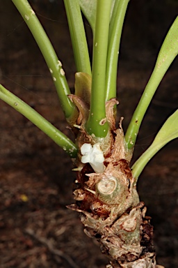 APII jpeg image of Myrmecodia tuberosa  © contact APII