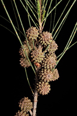 APII jpeg image of Casuarina cunninghamiana  © contact APII