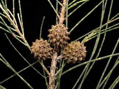 APII jpeg image of Casuarina cunninghamiana  © contact APII