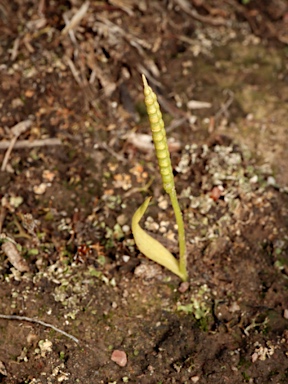 APII jpeg image of Ophioglossum lusitanicum  © contact APII