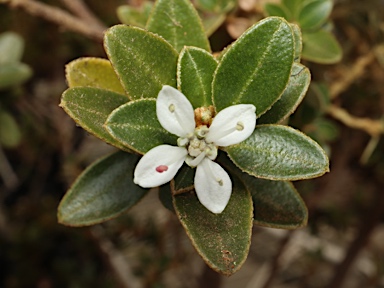 APII jpeg image of Nematolepis ovatifolia  © contact APII