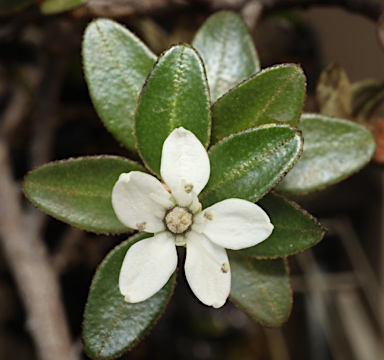 APII jpeg image of Nematolepis ovatifolia  © contact APII