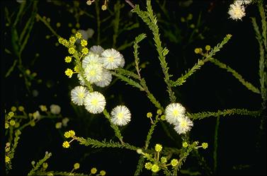 APII jpeg image of Acacia brunioides subsp. brunioides  © contact APII