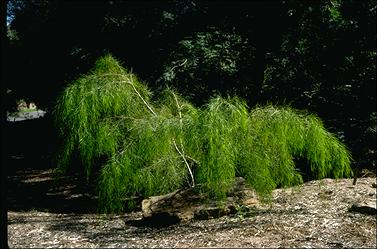 APII jpeg image of Acacia cognata  © contact APII