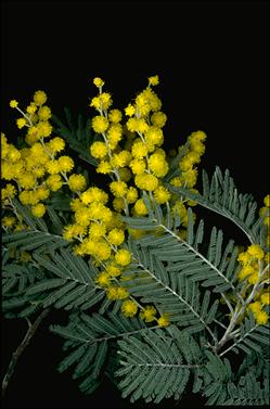 APII jpeg image of Acacia dealbata  © contact APII