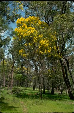 APII jpeg image of Acacia doratoxylon  © contact APII