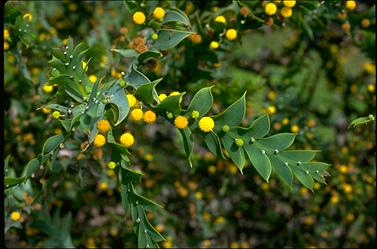 APII jpeg image of Acacia glaucoptera  © contact APII