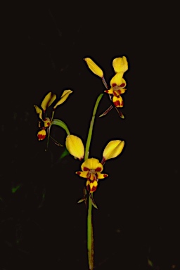 APII jpeg image of Diuris maculata  © contact APII