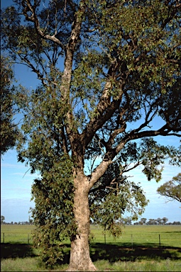 APII jpeg image of Eucalyptus microcarpa  © contact APII