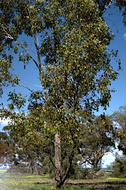 APII jpeg image of Eucalyptus populnea  © contact APII