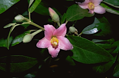 APII jpeg image of Lagunaria patersonii  © contact APII