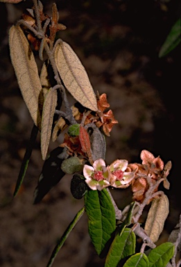 APII jpeg image of Lasiopetalum macrophyllum  © contact APII