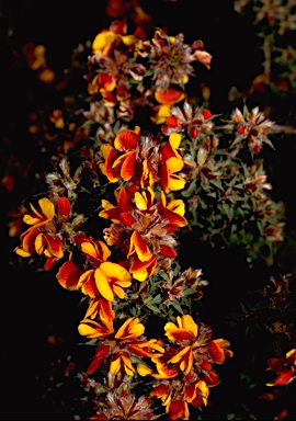 APII jpeg image of Pultenaea costata  © contact APII