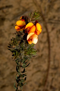 APII jpeg image of Pultenaea humilis  © contact APII