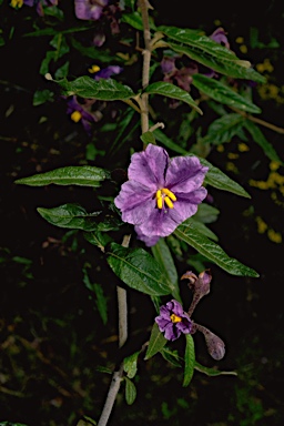 APII jpeg image of Solanum elegans  © contact APII