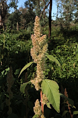 APII jpeg image of Amaranthus retroflexus  © contact APII