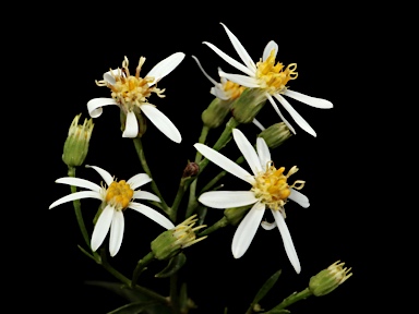 APII jpeg image of Olearia elliptica subsp. elliptica  © contact APII