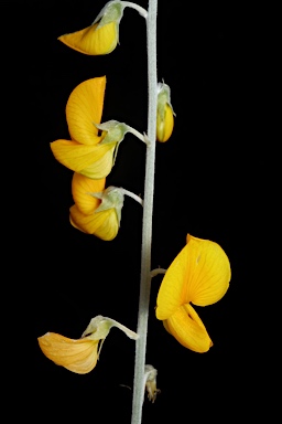 APII jpeg image of Crotalaria eremaea subsp. eremaea  © contact APII