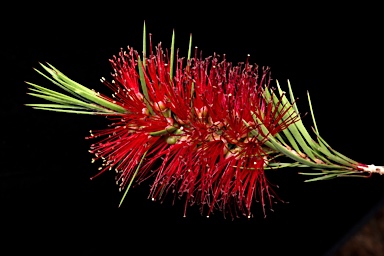 APII jpeg image of Callistemon subulatus  © contact APII