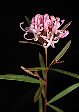 APII jpeg image of Grevillea 'Pink Midget'  © contact APII