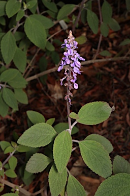 APII jpeg image of Plectranthus alloplectus  © contact APII