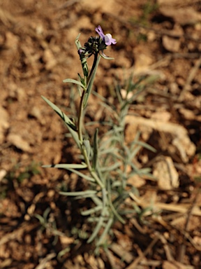 APII jpeg image of Linaria arvensis  © contact APII