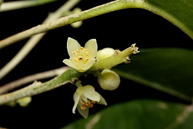 APII jpeg image of Sarcomelicope simplicifolia subsp. simplicifolia  © contact APII