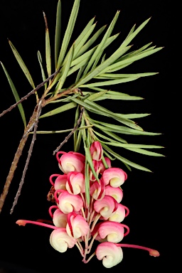 APII jpeg image of Grevillea rosmarinifolia 'Rosy Posy'  © contact APII