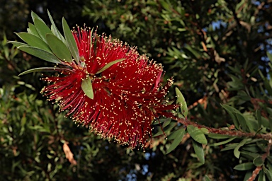 APII jpeg image of Callistemon 'Howie's Fire Glow'  © contact APII