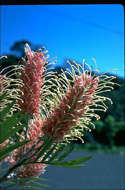 APII jpeg image of Grevillea 'Misty Pink'  © contact APII