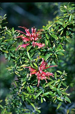 APII jpeg image of Grevillea 'Poorinda Coral'  © contact APII