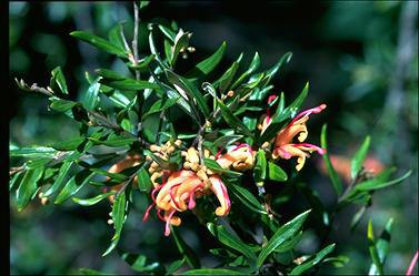 APII jpeg image of Grevillea 'Poorinda Elegance'  © contact APII